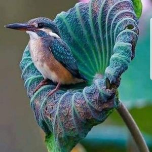 Meet your Posher, Pat